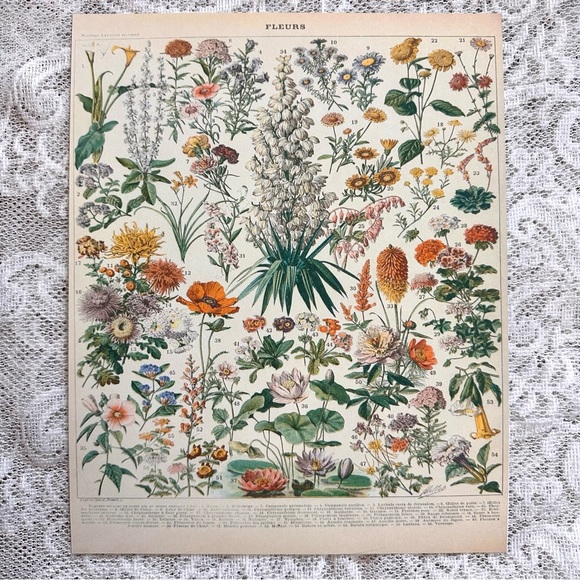 Vintage Scientific French "Fleurs" (Flowers) Floral Chart Print 8x10 4/5 - Picture 3 of 8